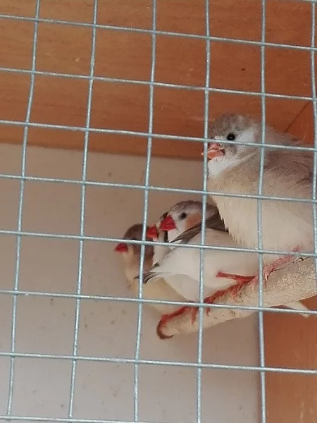 Krásné zdravé kusy