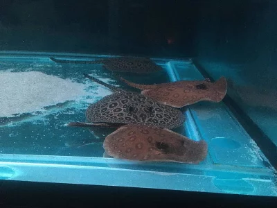 Sladkovodní rejnoci potamotrygon jabuti (sp. pearl)