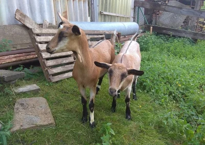 Líbivá kozička na prodej