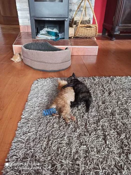 Daruji koťátka ručně krmená