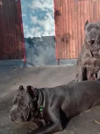 Americký bandog