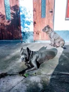 Americký bandog