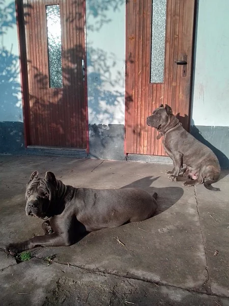 Americký bandog