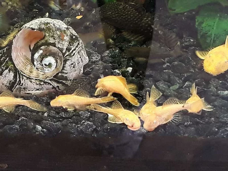 Daruji - Krunýřovec zlatý - Ancistrus sp. gold