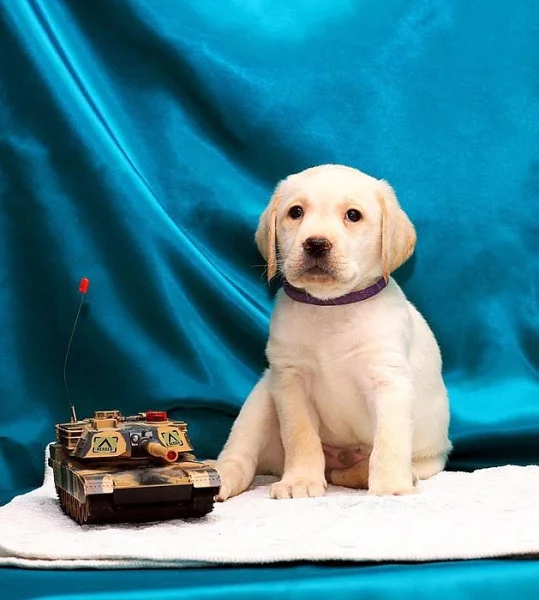 Roztomilé štěně čistokrevného labradorského retrívra