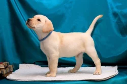Roztomilé štěně čistokrevného labradorského retrívra