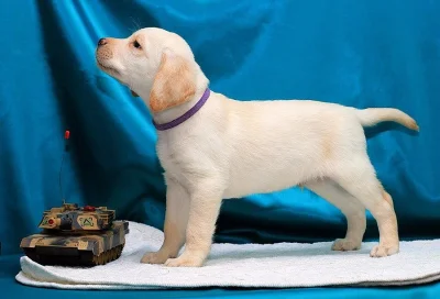 Roztomilé štěně čistokrevného labradorského retrívra