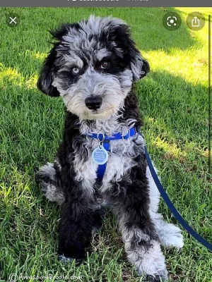 Aussidoodle