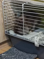 Daruji králíka zakrslého je. Mu 5 měsíců