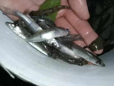 Prodám Candáta ročka 10-15m. Zlínský kraj