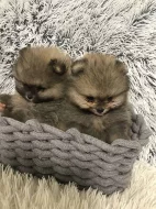 Pomeranian - Zwergspitz Štěňátka s PP