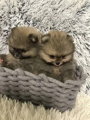 Pomeranian - Zwergspitz Štěňátka s PP