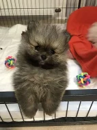 Pomeranian - Zwergspitz Štěňátka s PP