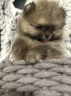 Pomeranian - Zwergspitz Štěňátka s PP