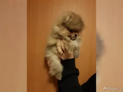 Pomeranian - Zwergspitz Štěňátka s PP