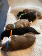 Sibiřský husky štěňata na prodej