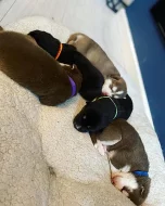 Sibiřský husky štěňata na prodej