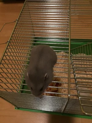 Křeček džungasrký