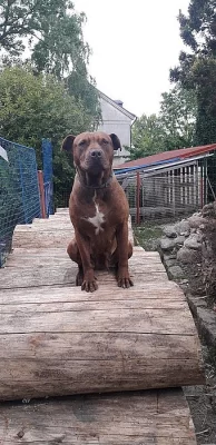 Hledám krytí pro americkou pitbullku