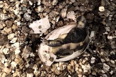 suchozemská Želva zelenavá (Testudo hermanni) - mláďata