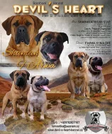 Boerboel Kennel Devil's Heart štěnátka s PP FCI