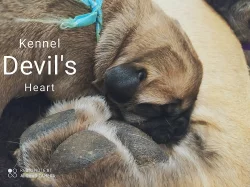 Boerboel Kennel Devil's Heart štěnátka s PP FCI