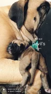 Boerboel Kennel Devil's Heart štěnátka s PP FCI