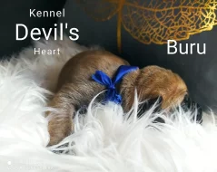 Boerboel Kennel Devil's Heart štěnátka s PP FCI