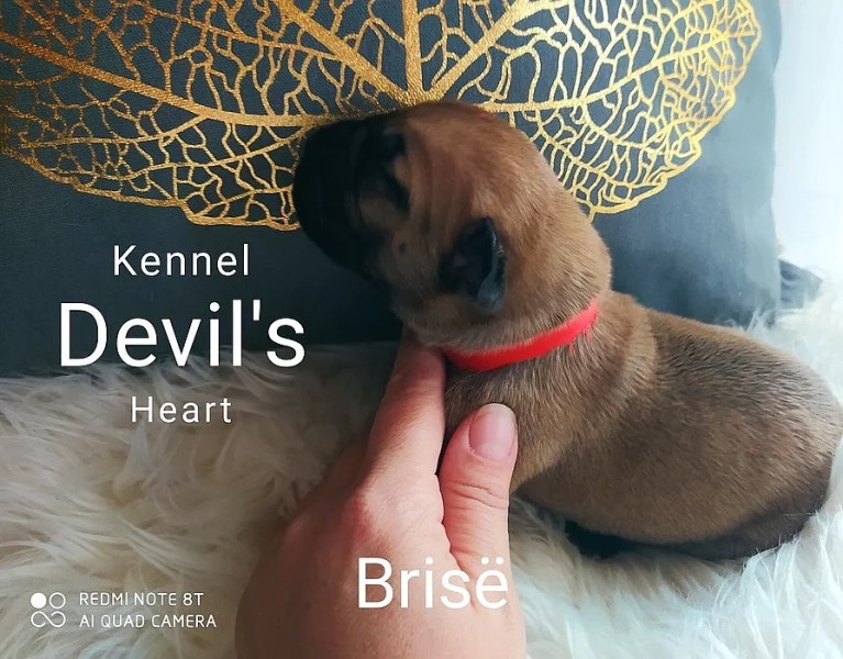 Boerboel Kennel Devil's Heart štěnátka s PP FCI