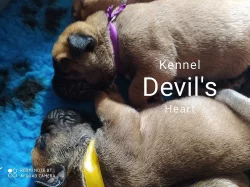 Boerboel Kennel Devil's Heart štěnátka s PP FCI
