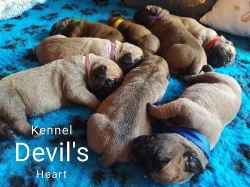 Boerboel Kennel Devil's Heart štěnátka s PP FCI