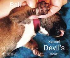 Boerboel Kennel Devil's Heart štěnátka s PP FCI