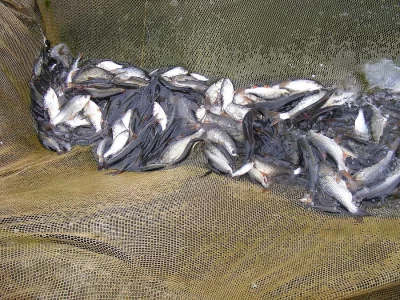 Prodám nástražní plotice cena 5,- malé, 10,- větší