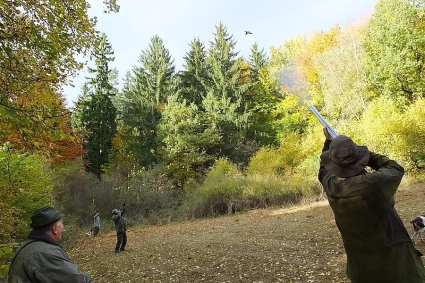 Hon na bažanty 7.-8. listopadu