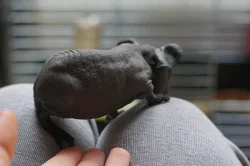 Skinny morčata - samička a sameček