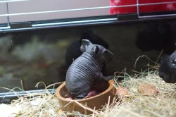 Skinny morčata - samička a sameček