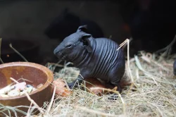 Skinny morčata - samička a sameček