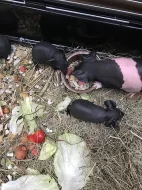 Skinny morčata - samička a sameček