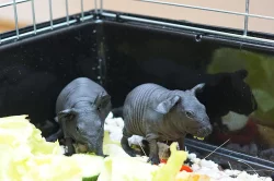 Skinny morčata - samička a sameček