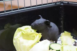 Skinny morčata - samička a sameček