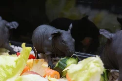 Skinny morčata - samička a sameček