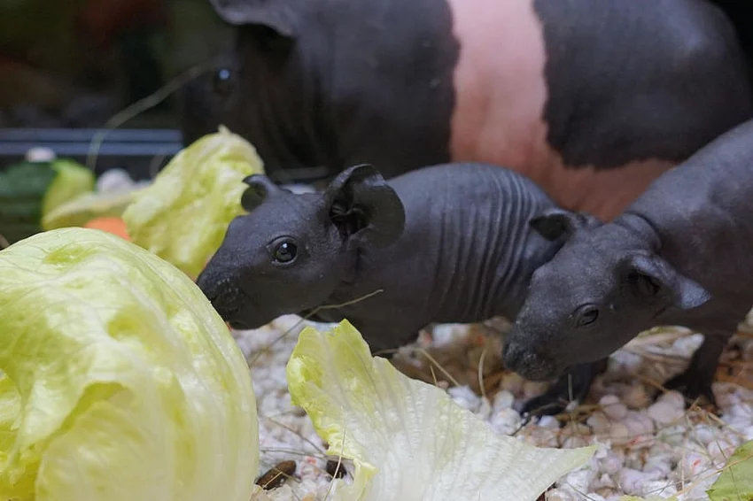 Skinny morčata - samička a sameček