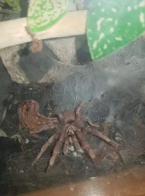 Pavoučí rodu brachydhelma emilia