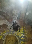 Pavoučí rodu brachydhelma emilia