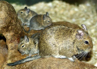 Osmák degu - mláďata na prodej