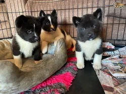 Připraven k odchodu, krásná americká štěňata Akita