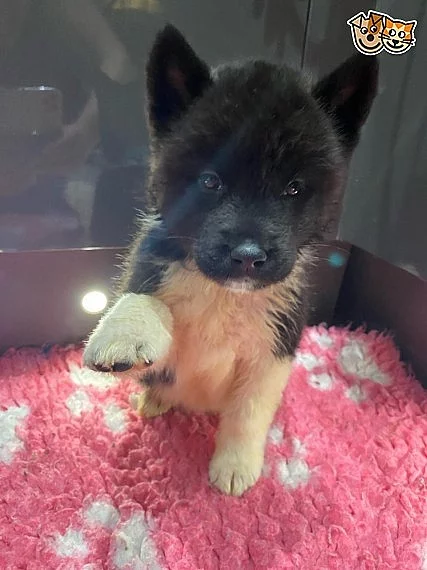 Připraven k odchodu, krásná americká štěňata Akita