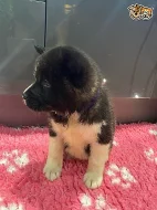 Připraven k odchodu, krásná americká štěňata Akita