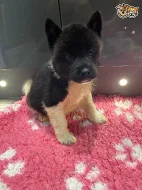 Připraven k odchodu, krásná americká štěňata Akita