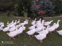 Svatomartinská husa